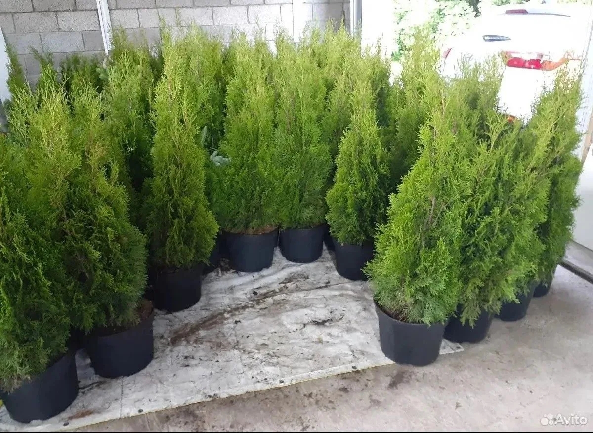 �������! ��� �����������! ������ ������� ����� 1 �