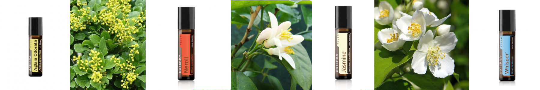 ����� ��� � ��� � �������! �� ������� �����, ���� � ������ ����, ��� ������ ���������� ������������ �������� ����� �� ����� ��������! ������������ �������, ������� - � �������� ������ 5-8 ��  (2 � ��� ����� ���������� ����) Aglaya Odorata!