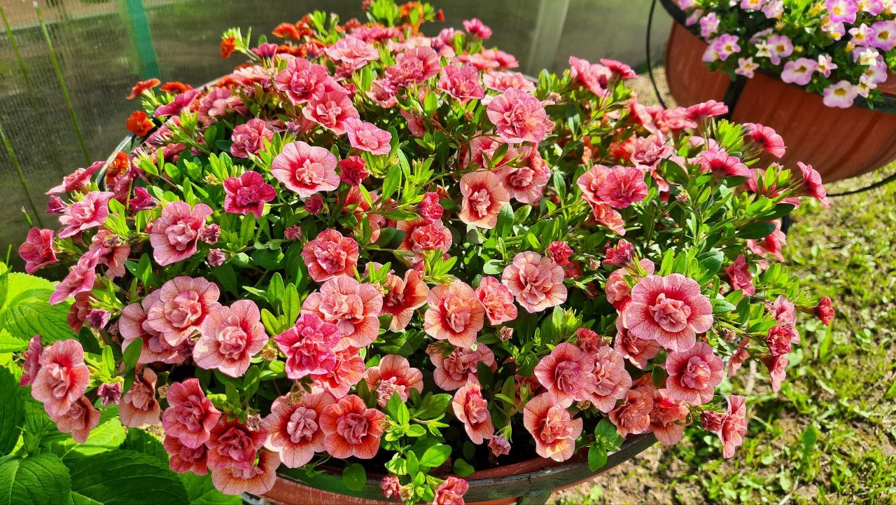 �������� ������ �� ����� - � ����� �������. ������� �������� ������������ ����������� - �������, �������, ����������, ���������� � ������