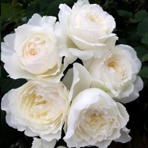 ���� �������. ������������� �� -30 ��� �������