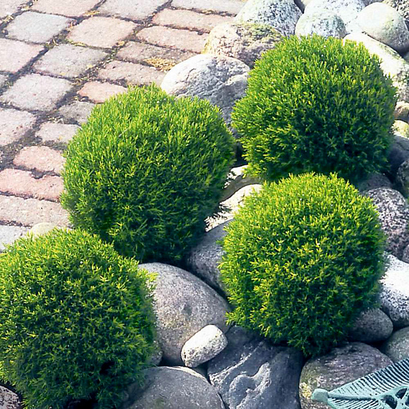 �� ��� ����� ���� ����! 