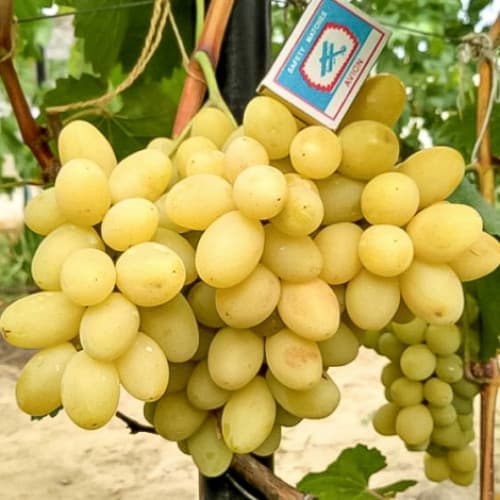 �� �������� ���� ����