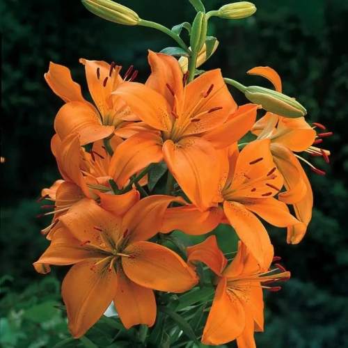 ���������� ����� � ������������, ���� ��������