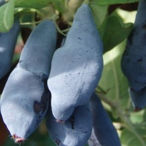 �������� ������� ������� ���������/ ��������� ������� ����� /��������