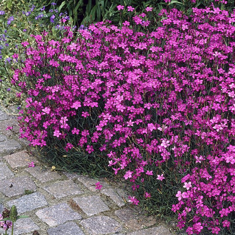 ����������� � ������������ ������������� - ��������� 120� � ��������-�������� 150�. ����������� ����� ������ ��������� - �� ���������� ����� ����!