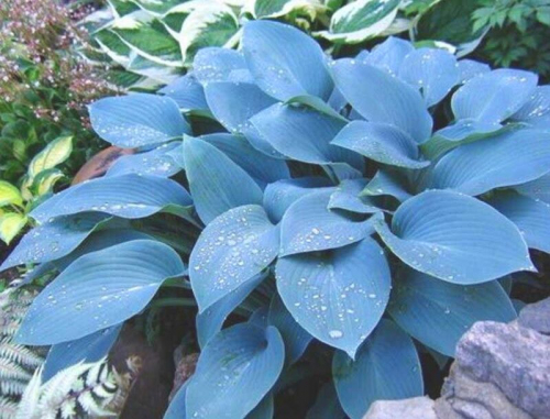 �����, ���������, ���� �������������, ���������� ����� � ������� �������������