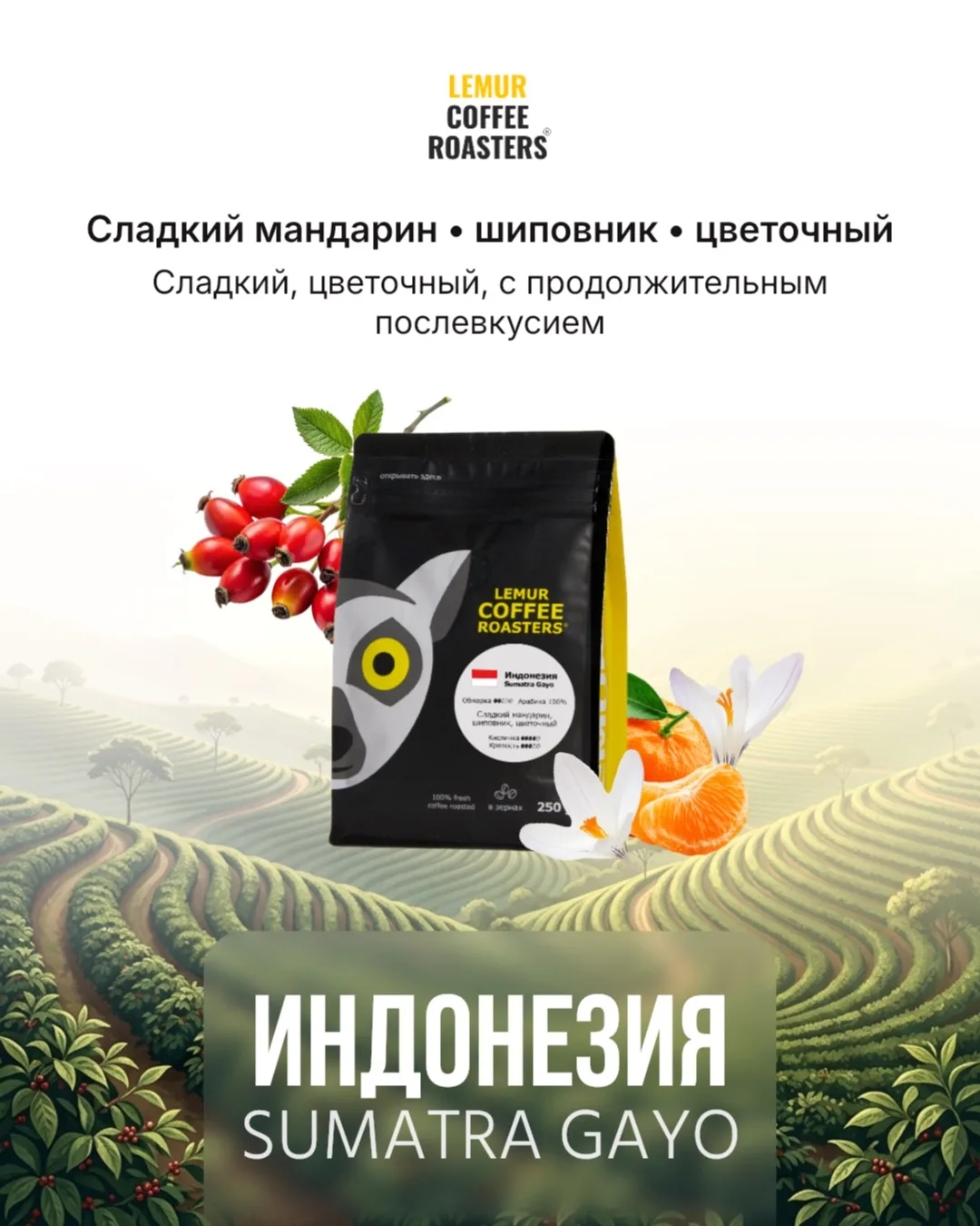 ��������� SUMATRA GAYO ��������- ������� � ������� ���� �� ������ ����������� �������, ͣ�� � ����.