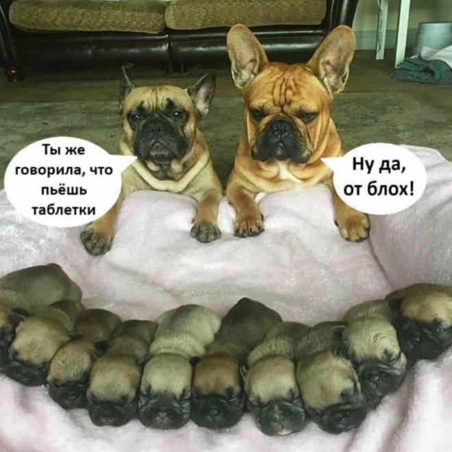 https://n1s1.hsmedia.ru/nn-cstor/forum/data/forum/images/2026-05/266430472-1779774611_pressa_tv_memes-03.jpeg