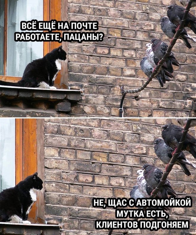 https://n1s1.hsmedia.ru/nn-cstor/forum/data/forum/images/2026-06/266457963-1780647105_pressa_tv_memes-11.jpg