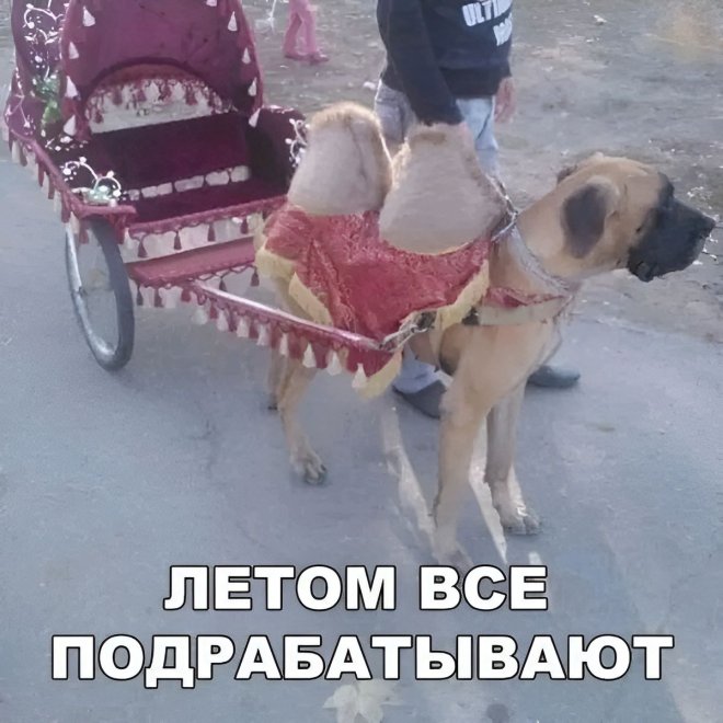 https://n1s1.hsmedia.ru/nn-cstor/forum/data/forum/images/2026-06/266480740-1781685371_pressa_tv_memes-21.jpg