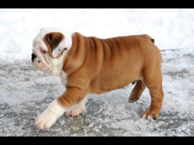 ������ 010