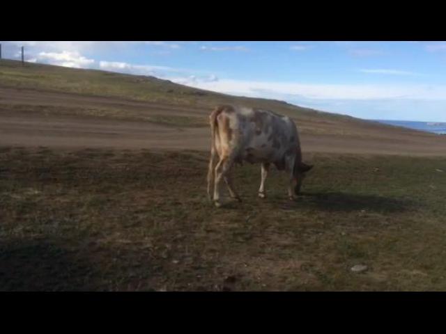 ������ �������