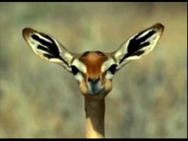 ������� Hypnotic Nyan Nom Nom Gerenuk