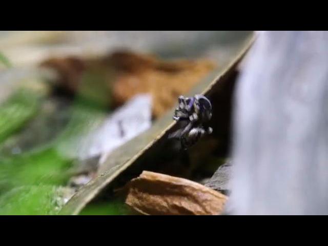 Peacock Spider 13 (Maratus personatus)