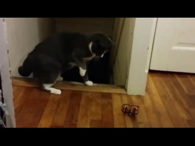 193065080 mp4 h264 aac hq 1