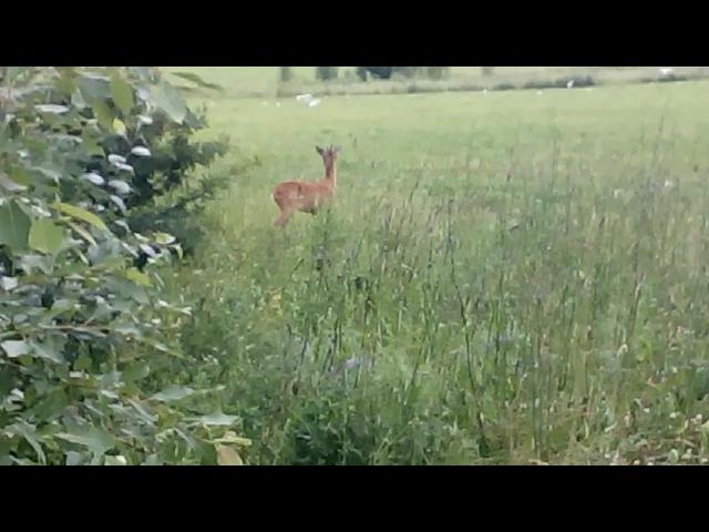 VID 20150630 170029