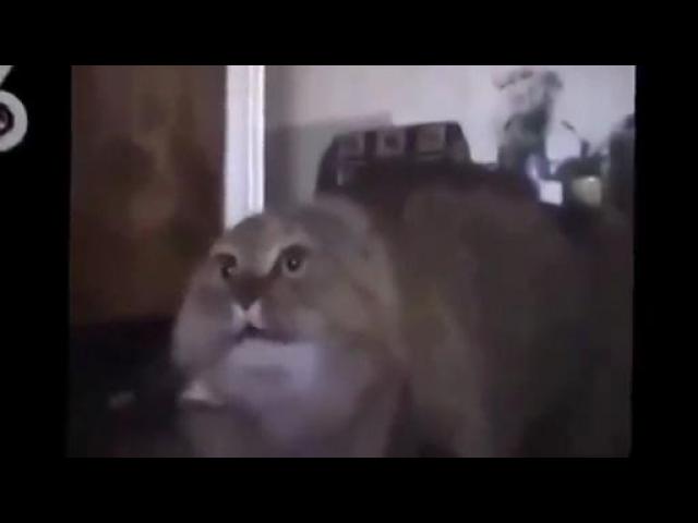 192765784 mp4 h264 aac 1