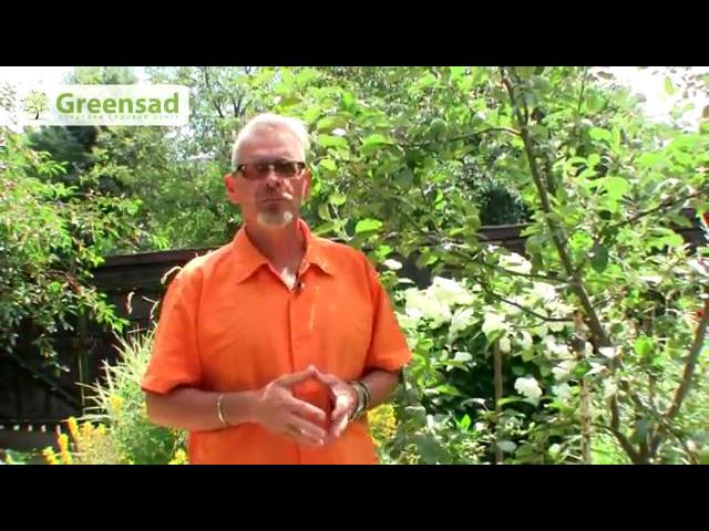 ����������� �������� ��������