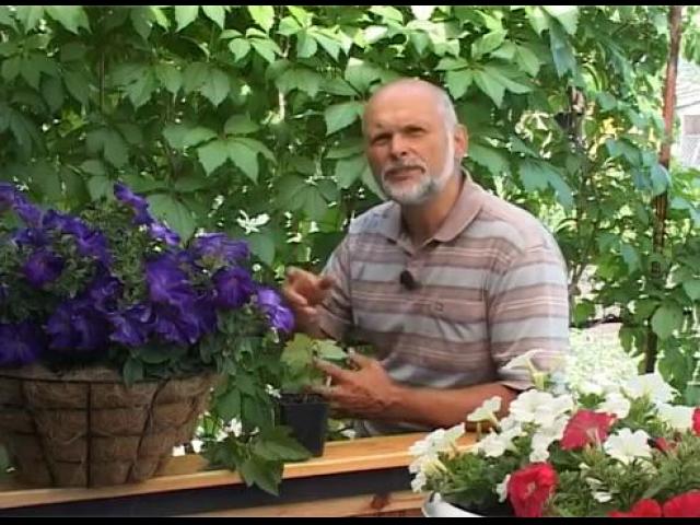 ������� ������������