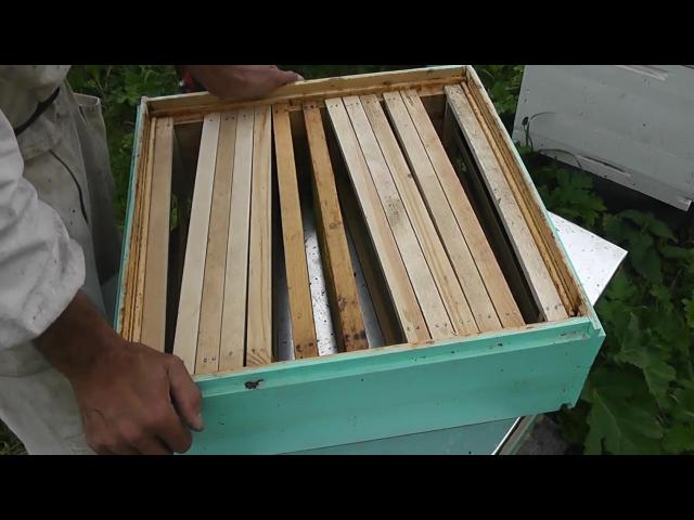 ���� ���������: ����������� ���������� �����