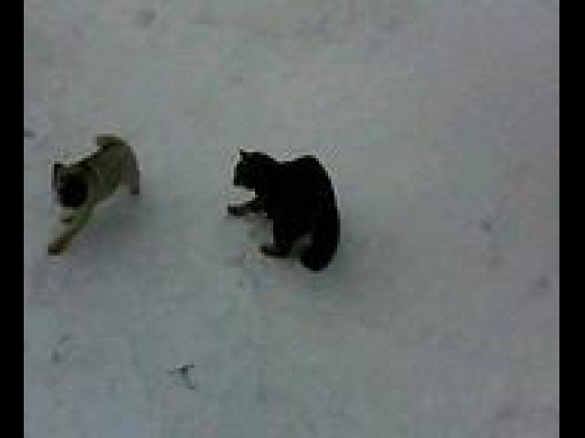 MOV0019A ���� � �����