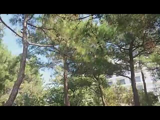 Video-5b46ac1a485353b9f79ee5fd7b107d3e-V
