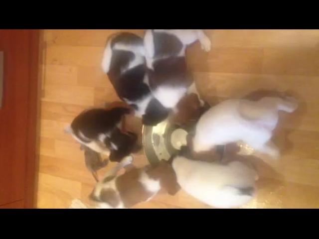 Video-1e17ef678f7ca93c55bae823ecebc1da-V