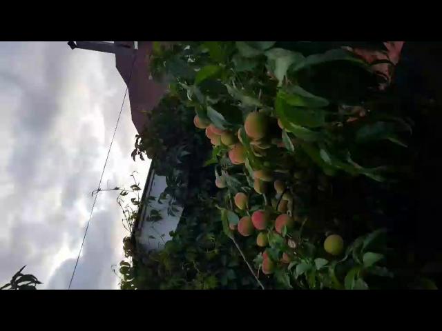 Video-6bbaa69530827651588f8056f36139c9-V