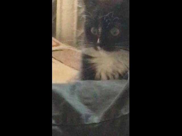 WhatsApp Video 2019-09-03 at 11.47.55