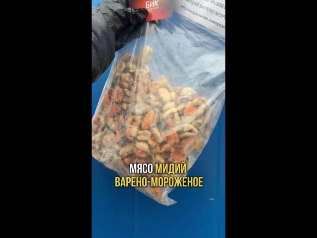 ���� ����� ������-���������