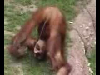 � ��������