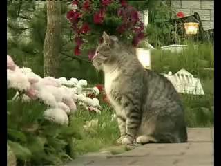 ��������� ����-����� ����.