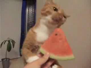 ������� �����