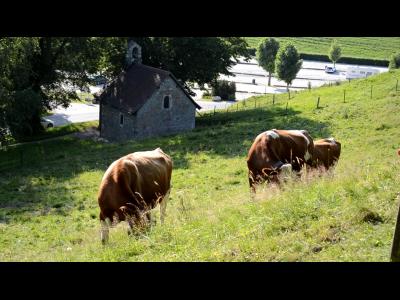 ������ ���������