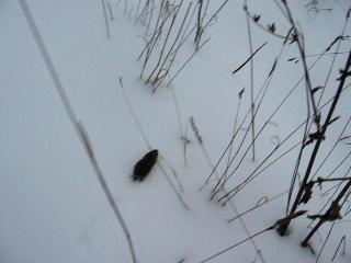 ������ �������