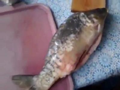 ������ ����