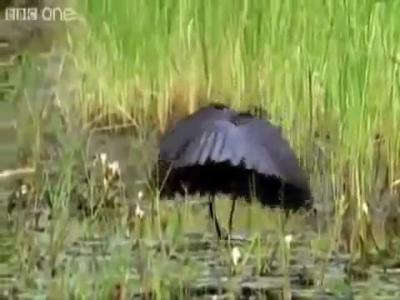 �������� �� BBC