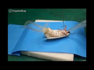 ��� ������ ����