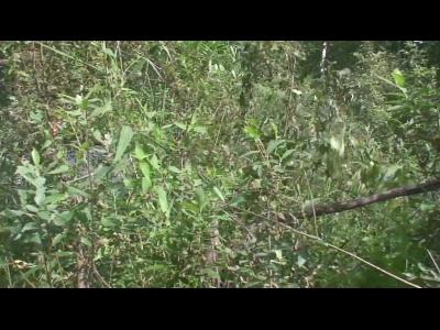 ����������� ����� 2011 �� 2-1