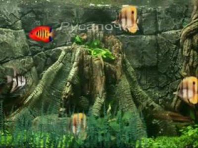 ��������� xvid