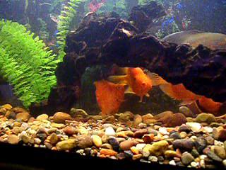 ����� ��������� ��������