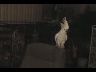 ������� �������