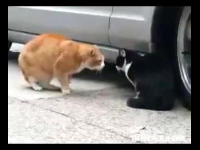 ��������� ���