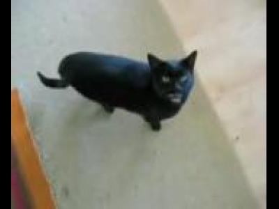 ����� ������� ����