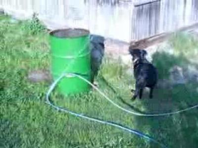 ������� ������� ���� xvid