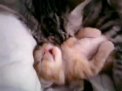����-�����. Cat Mom Hugs Baby Kitten. xvid