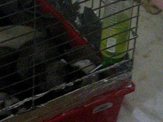 ����������� :)