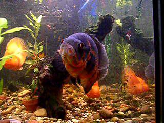 ����������