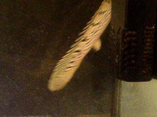 ������� 5