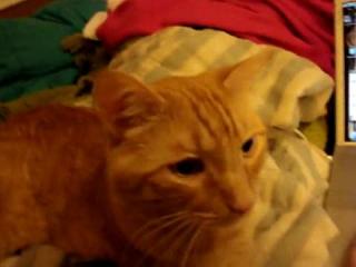 ���-��������